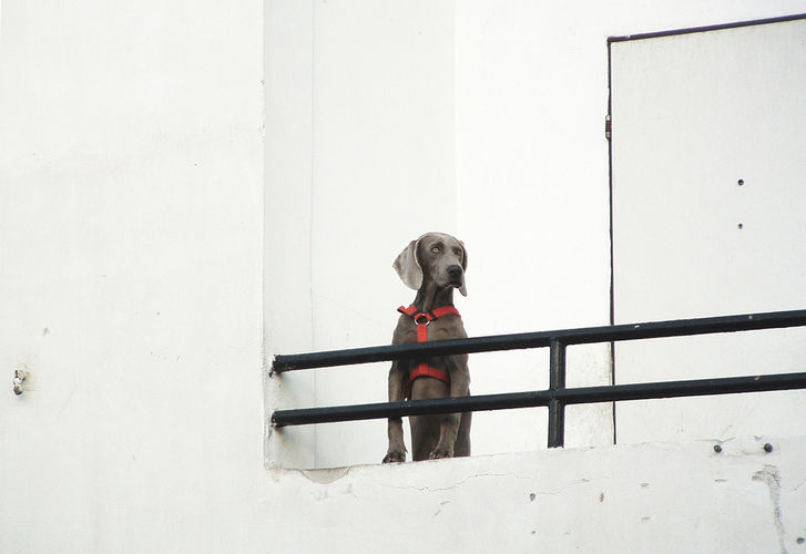 the dog.jpg