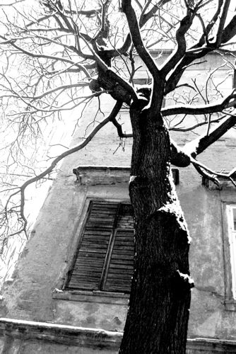 the tree.jpg