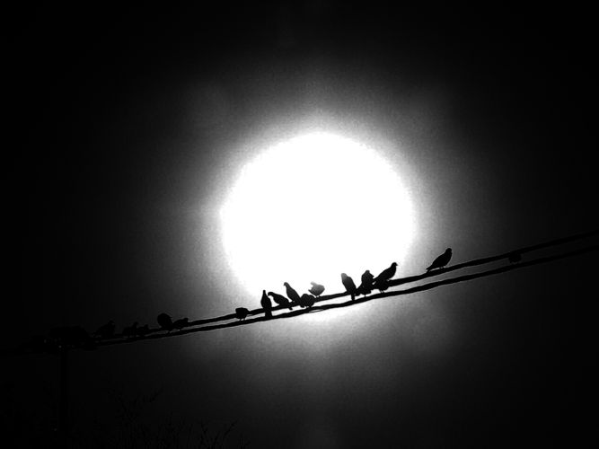 lust  for the light. birds.jpg