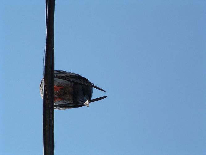 the bird.jpg