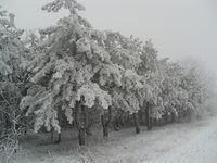 Доманевка (Доманёвка)
